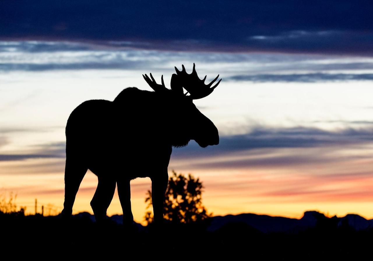 Wildlife Panorama Lofoten Bostad Εξωτερικό φωτογραφία